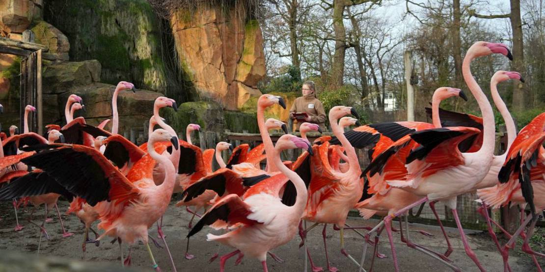 Viele Flamingos in ihrem Gehege im Zoo.
